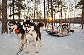 Two huskies with dog sled at sunrise, Lapland, Finland, Europe