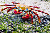 Red rock crab at Dragon Hill, Island of Santa Cruz, Galapagos, Ecuador, South America