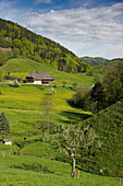 Idyllic landscape and traditional farmhouses in Praeg, near Todtnau, Black Forest, Baden-Wuerttemberg, Germany, Europe