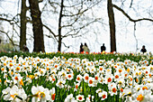 Flower meadow with daffodils, Mainau Island, Lake Constance, Baden-Wuerttemberg, Germany, Europe