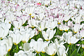 Tulpenwiese, Insel Mainau, Bodensee, Baden-Württemberg, Deutschland, Europa