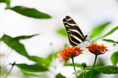 Schmetterling auf einer Blüte, Schmetterlinghaus, Insel Mainau, Bodensee, Baden-Württemberg, Deutschland, Europa