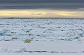 Polar bear in pack ice, Arctic Ocean, Spitzbergen, Norway, Europe