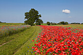 Field poppies along a path, Lassaner Winkel near Usedom, Mecklenburg Vorpommern, Germany