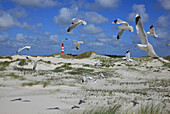 Seagulls flying near the lighthouse, Amrum Island, Northern Frisia, North Sea Coast, Schleswig Holstein, Germany