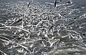 Seagulls flying around the shrimp trawler, Northern Frisia, North Sea, Schleswig Holstein, Germany
