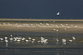 Seagulls on the beach, Spiekeroog Island, Lower Saxon Wadden Sea National Park, Lower Saxony, Germany