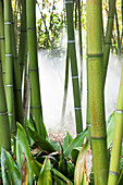 Bambuswald mit Nebel im Garten von Andre Heller, Giardino Botanico, Gardone Riviera, Gardasee, Lombardei, Italien, Europa