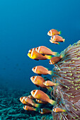Shoal of endemic Maldives Anemonefish, Amphiprion nigripes, North Male Atoll, Indian Ocean, Maldives