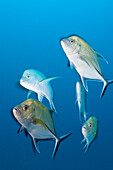 Shoal of Black Trevally, Caranx lugubris, North Male Atoll, Indian Ocean, Maldives