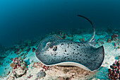 Black spotted Stingray, Taeniura meyeni, Baa Atoll, Indian Ocean, Maldives