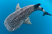 Walhai, Rhincodon typus, Nord Male Atoll, Indischer Ozean, Malediven