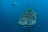 Walhai und Taucher, Rhincodon typus, Nord Male Atoll, Indischer Ozean, Malediven