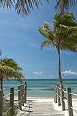 PALM TREES SMATHERS BEACH KEY WEST FLORIDA USA