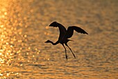Grey Heron Ardea cinerea - Flying across Sunset Dam at sunset  Sunset Dam, Kruger National Park, South Africa