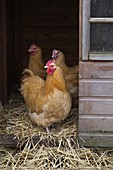 Buff Orpington hens on smallholding
