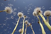 Colts-foot Tussilago farfara seedheads