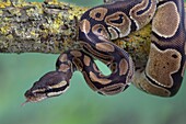 Royal Python Python regius