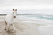 Horse on the beach. White horse, beach, sea, surf, running