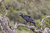 Thick-billed raven Corvus crassirostris in the highlands of Ethiopia, Thick-billed ravens are together with Common ravens the largest birds of the passeriformes group  Africa, East Africa, Ethiopia, October 2010