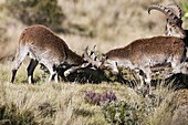 Walia Ibex or Ethiopien Ibex Capra walie, Simien Mountains National Park  Young males play - fighting  Due to habitat loss the Walia Ibex is very endangered, nowadays hunting and poaching has stopped nearly completely  Over all the population is estimated