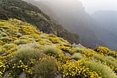 Landscape in the Simien Mountains National Park  Cushions of the yellow Meskal Meskel, mescel flower near the escarpment at Sankaber  The Simien Semien, Saemen, Simen Mountains National Park is part of the UNESCO World heritage and is listed in the red li