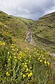 Landscape in the Simien Mountains National Park  The valley of Jinbar Wenz near Geech village  The Simien Semien, Saemen, Simen Mountains National Park is part of the UNESCO World heritage and is listed in the red list of threatened heritage  In terms of.