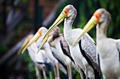 A Bunch of Yellow-Billed Stork  Mycteria ibis