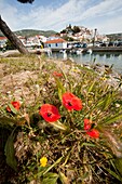 poppy flowers on Bourtzi peninsula, Skiathos Town, Skiathos Island, Northern Sporades, Greece