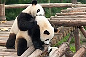 Giant pandas, Ailuropoda melanoleuca, at the Giant Panda Breeding Research Base, Chengdu, Sichuan Province, China