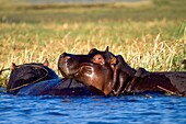 Hippopotamus Hippopotamus amphibius, in the water, Chobe river, Chobe National Park, Botswana