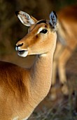 Impala Aepyceros melampus - Female, Kruger National Park, South Africa