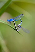 Male common bluetail dansefly Ischnura heferosticta, and female dansefly, Cincinnati, USA