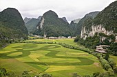 Rice Fields, Matou, Guizhou, China