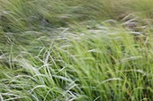 Abstract Grass