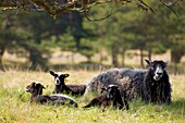 Sheep, Sweden