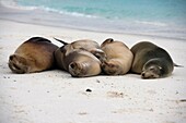 Galapagos Sealions relaxing on the beach