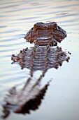 Nile crocodile Crocodylus niloticus, in the water, Kruger National Park, South Africa
