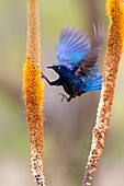 Cape glossy starling Lamprotornis nitens, Kruger National Park, South Africa