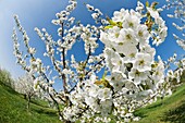 Springtime Cherry trees in bloom, Franconia, Bavaria, Germany