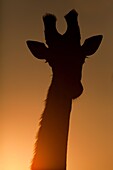 Giraffe Giraffa Camelopardalis  Silhouette, front profile   Hluhluwe Imfolozi Game Reserve  Kwazulu-Natal, South Africa  November 2010