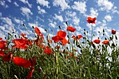 Poppies on a field  LLeida, Spain