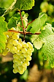 France, Alsace, Eguisheim, white wine grapes