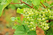 Germany, Rheinland-Pfalz, Bernkastel-Kues, white wine grapes
