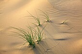 France, Gironde, Arcachon, dune grass at the Dune de Pyla