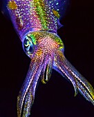 Caribbean reef squid, Sepioteuthis sepioidea, hunting at night, Key Largo, Florida Keys National Marine Sanctuary, USA, Caribbean Sea, Atlantic Ocean