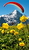 Paraglider over a meadow of Alpine Globeflower Trollius Europaeus  meadows at 6000ft  2500Mts with the Eiger behind  First, Grindelwald, Bernese alps