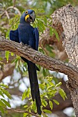 Hyacinth Macaw Anodorhynchus hyacinthinus sitting on branch, Pantanal, Brazil