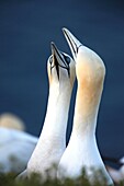 Northern Gannets, Morus bassanus, portrait of a displaying pair, Heligoland, Germany