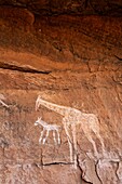 Painted giraffe, rock art in the Akakus Mountains, Sahara Desert, Libya